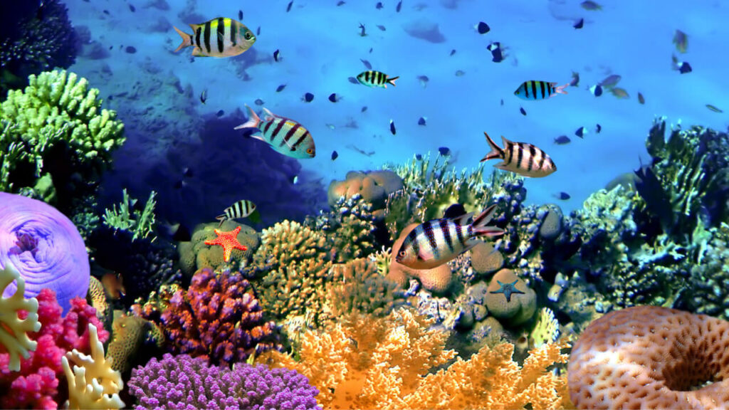 養殖サンゴで生態系を守る
